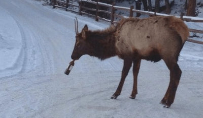 This Elk Just Stole a Bottle of Wine